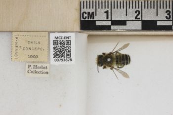 Media type: image;   Entomology 793878 Aspect: Labels